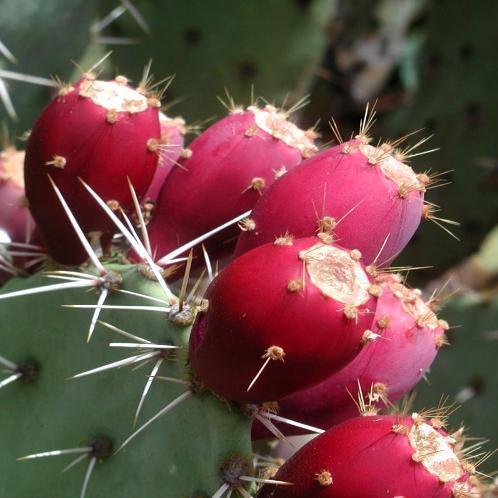Botanical Spotlight: Prickly Pear Seed Oil